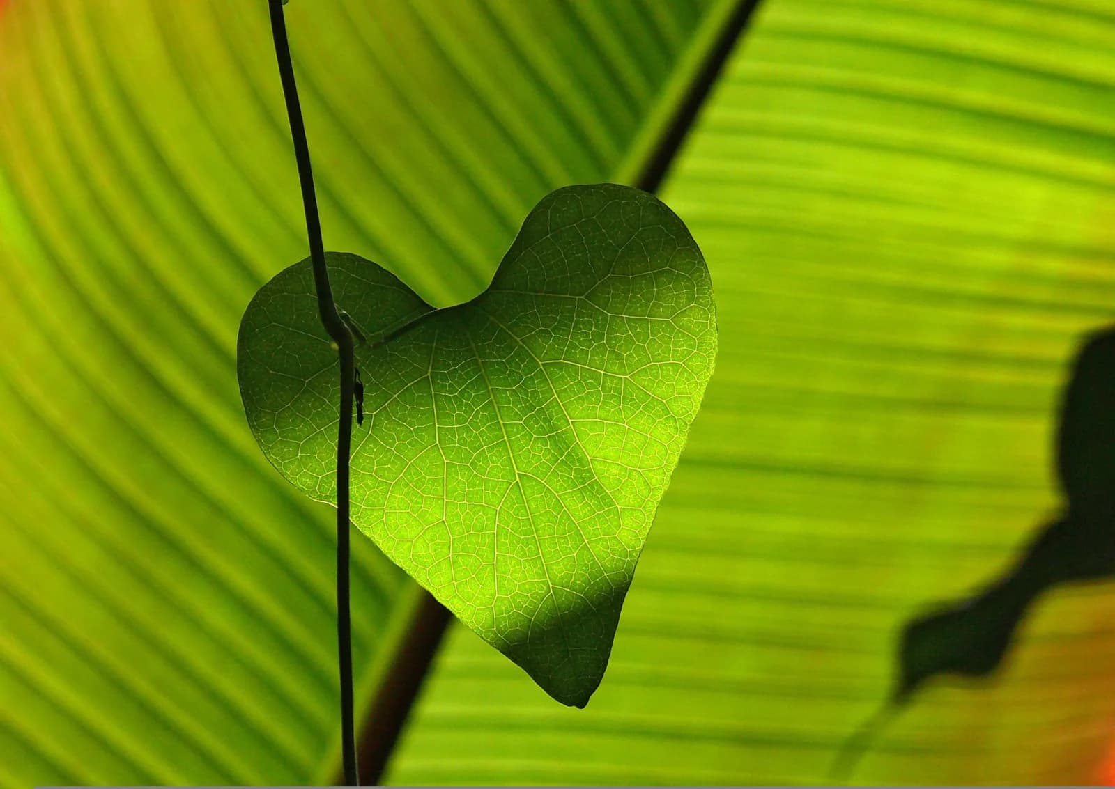 Privacy by Design: Protection at the heart of algorithms placeholder